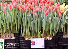 Tulipa Masha ® (1)